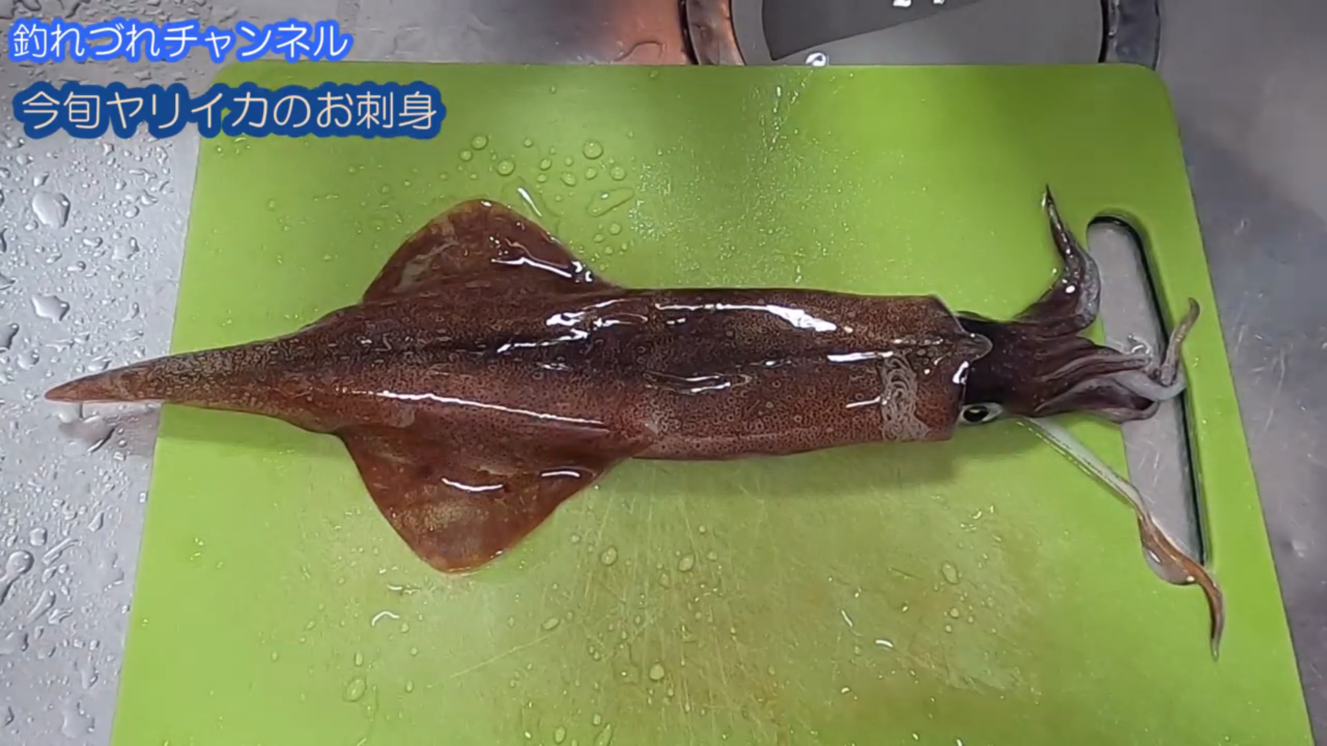 冬から春が旬 ヤリイカの捌き方 お刺身