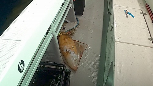 【サイト版】タルイカジギング!福井県敦賀の釣船『竹宝丸』でタルイカ釣りを学ぶ!/タルジギHowto!