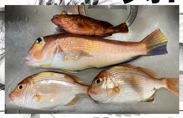 【オフショアジギング】深度80mで出会う高級魚!?