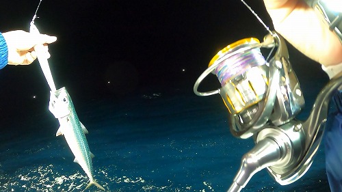 【サイト版】タルイカジギング!福井県敦賀の釣船『竹宝丸』でタルイカ釣りを学ぶ!/タルジギHowto!