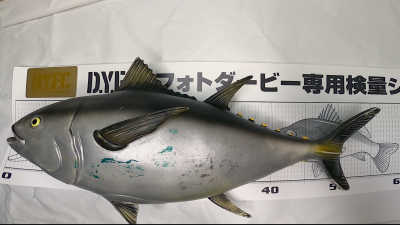 ダイワヤングフィッシングクラブ81年20号〜83年31号の12冊＋トランプ ダイワヤングフィッシングクラブ81年20号〜83年31号の12冊＋