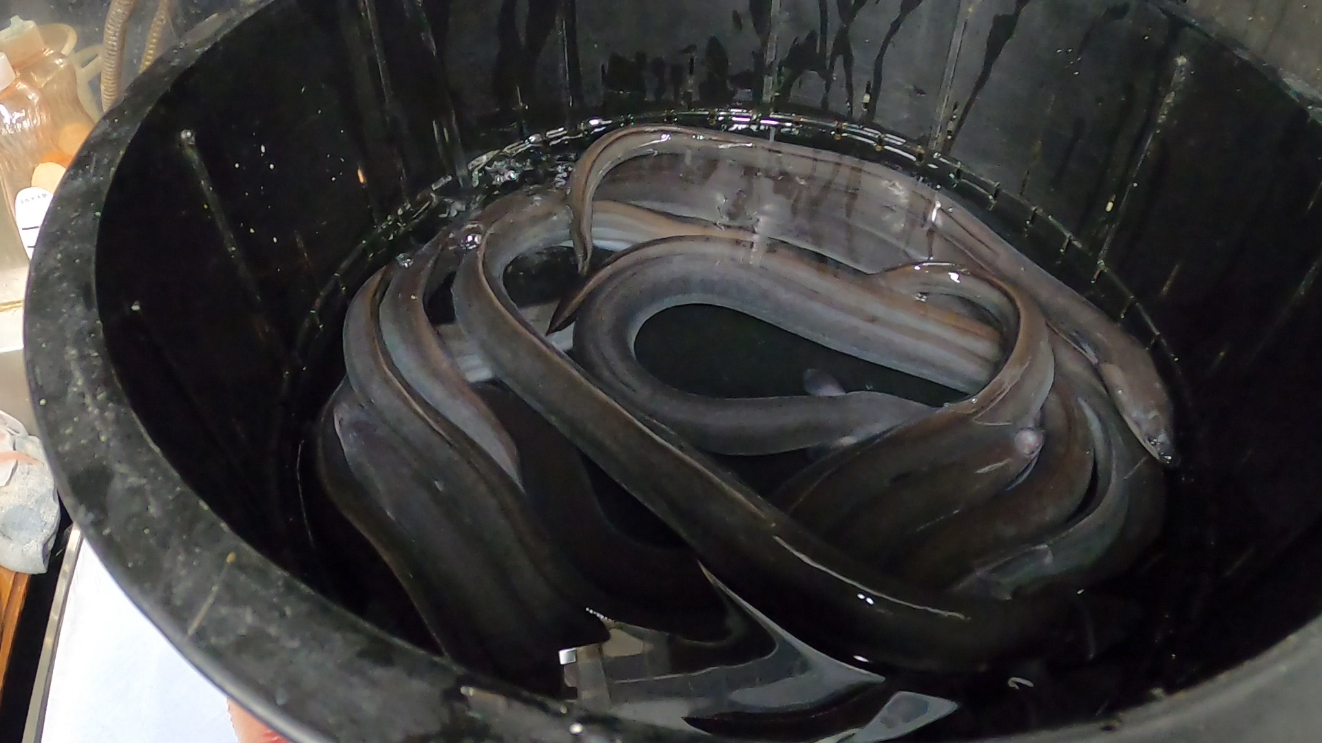 うなぎや茂右エ門 福井県三方